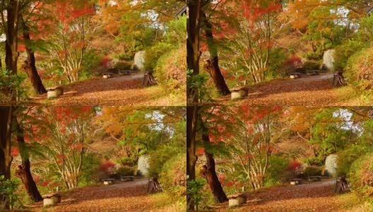 枫树公园。秋景刮风日。高清在线视频素材下载