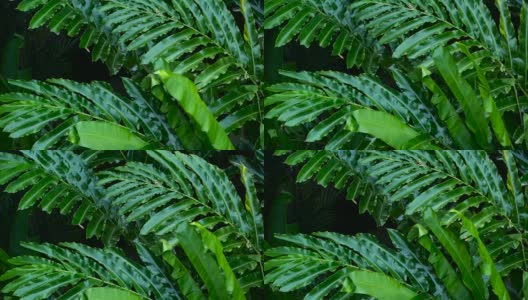 美丽的绿叶在热带雨林中随风飘荡高清在线视频素材下载