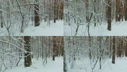 西伯利亚冬天的松林下的雪高清在线视频素材下载