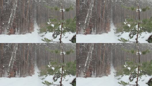 一个滑雪者正在远离我们的冬季森林里滑雪。高清在线视频素材下载