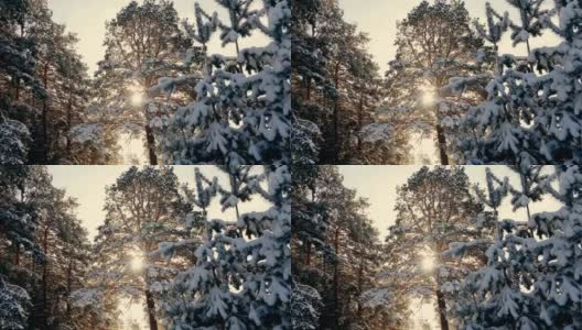 冬日霜冻的圣诞森林里的日落高清在线视频素材下载