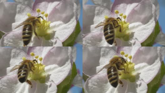 蜜蜂从春天开花的果实中采集花粉和花蜜高清在线视频素材下载