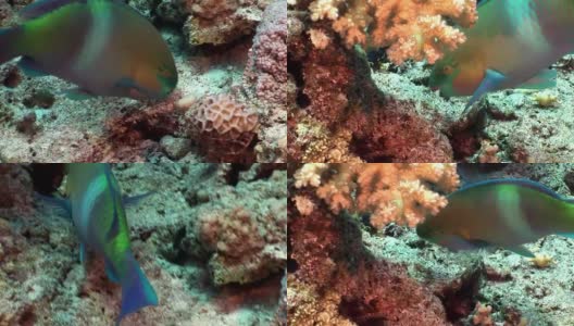 锈鹦鹉鱼在红海水下吃珊瑚。高清在线视频素材下载