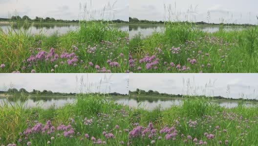 易北河上，韭菜在草地上开花。大黄蜂飞来飞去。(德国)高清在线视频素材下载