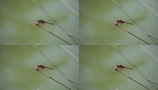 蜻蜓在河极端近距离。被称为蜻蜓的小昆虫动物在中午出没于河面。蜻蜓的特写镜头。高清在线视频素材下载