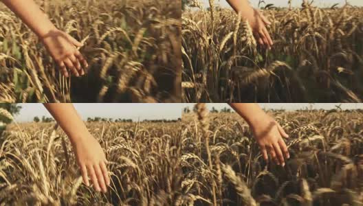 女孩的手摸着田里的麦穗。高清在线视频素材下载