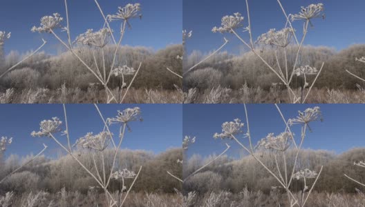 美丽的冬霜霜植物高清在线视频素材下载