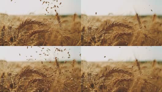 谷物落在田野里的湿小麦穗上高清在线视频素材下载