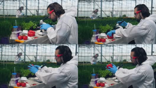 基因改造的概念。一位农学家正在分析蔬菜样本高清在线视频素材下载