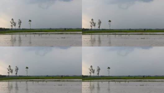 雨中稻田里的鸟高清在线视频素材下载