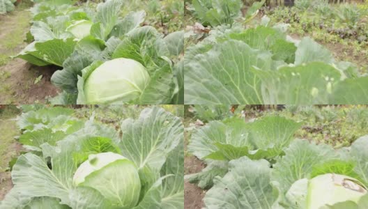 花园里长着一排成熟的大白卷心菜高清在线视频素材下载
