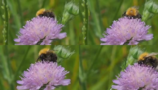 蜜蜂用喙从花上采集花蜜。高清在线视频素材下载
