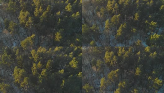 在阳光明媚的冬日里有冷杉树的森林高清在线视频素材下载
