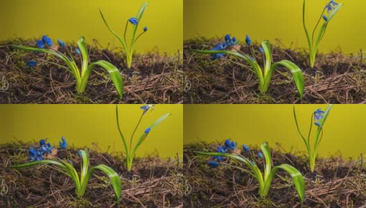 蓝色的雪花莲在春天高清在线视频素材下载