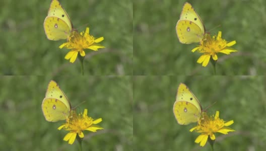 鼠李，或柠檬草。黄蝶(Gonepteryx rhamni)是白蝇科的一种白天活动的蝴蝶。古罗马人认为蝴蝶是被风摘下的花朵。高清在线视频素材下载