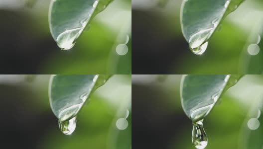 水滴落在新鲜的绿叶反射阳光在清晨的自然背景，微距拍摄的慢动作。拯救环境的概念，清洁地球，生态，世界地球日。高清在线视频素材下载
