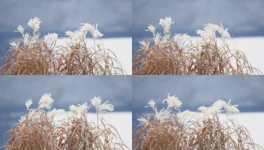 冬季白色蓬松的干燥杂草高清在线视频素材下载