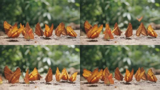 一群蝴蝶在森林的地面上水坑，蝴蝶成群地吃矿物质。高清在线视频素材下载