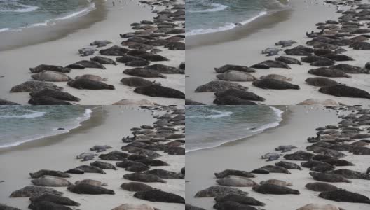 疲惫的小海豹上岸了高清在线视频素材下载