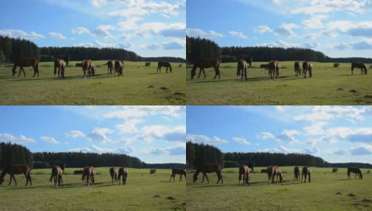 阳光明媚的春日里，马在草地上奔跑高清在线视频素材下载