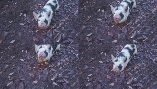 小大肚猪的特写镜头高清在线视频素材下载
