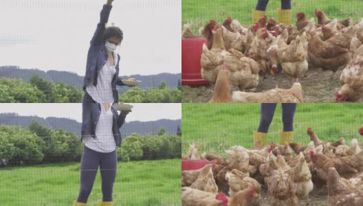 新冠疫情期间，一名棕色卷发妇女戴着口罩在她的农场喂鸡高清在线视频素材下载