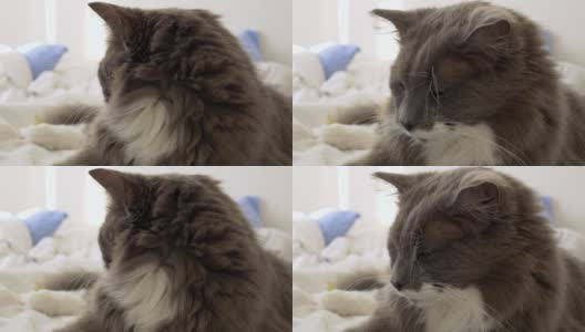 床上毛茸茸的灰猫的特写镜头。公寓里有只可爱的动物。猫的家庭生活理念。那只可爱的猫睡在女主人的床上高清在线视频素材下载