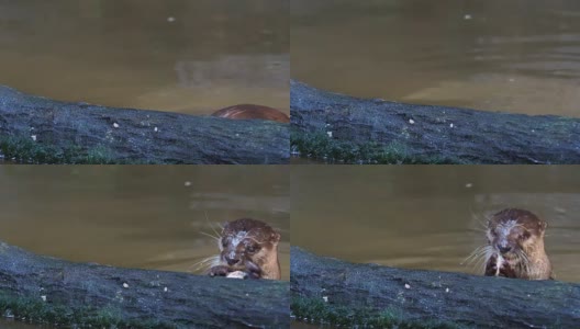 水獭在池塘的一根圆木附近捕猎和吃鱼高清在线视频素材下载