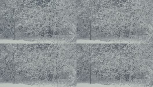 冬天的树结构。景观与飘落的雪。高清在线视频素材下载