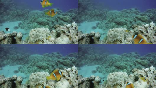 珊瑚礁。热带鱼海洋生物视频在水中。高清在线视频素材下载
