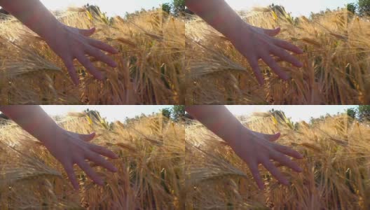 日落前，一个女人的手穿过小麦植株高清在线视频素材下载