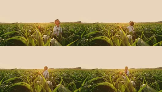 顽皮的小男孩在阳光明媚，田园诗般的乡村玉米地里扔帽子，实时高清在线视频素材下载