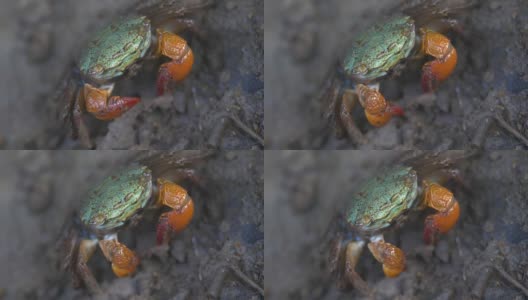 红树林里的红蟹高清在线视频素材下载