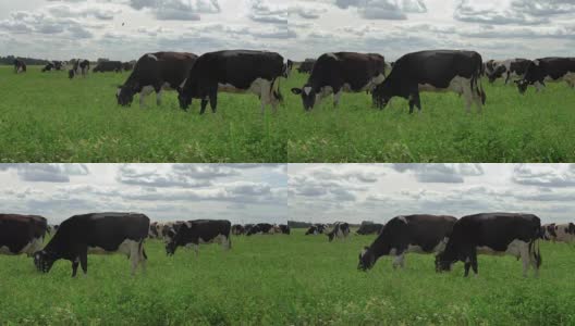 黑白两色的奶牛在草地上吃草。高清在线视频素材下载