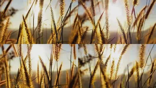 全视频高清景观早晨概念从小草移动风与阳光在边缘与美丽的山景背景高清在线视频素材下载