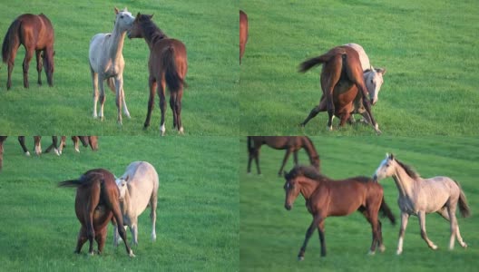 牧场上的马群，种马，草地，吃，打架，动物行为，荷兰，4K高清在线视频素材下载