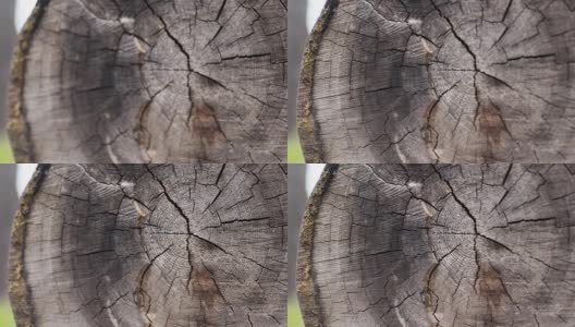 近景落叶松伐倒的一棵大古树，有100多年的树龄，年轮长，田深浅高清在线视频素材下载