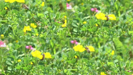 蜜蜂采摘野花高清在线视频素材下载