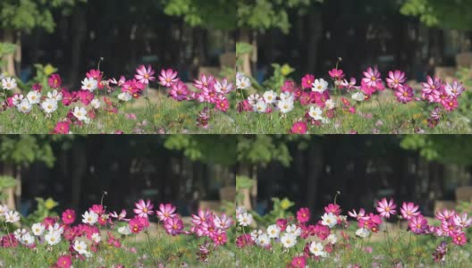 在花园里盛开的宇宙花。高清在线视频素材下载