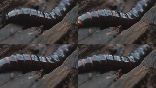 beetle larva species crawls on rotting wood高清在线视频素材下载