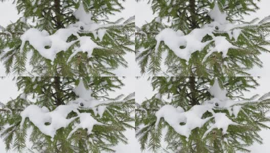 冬天森林里的云杉树枝上飘着雪花。关闭了。高清在线视频素材下载