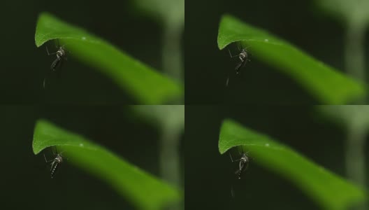 蚊子在森林里的绿叶上。高清在线视频素材下载