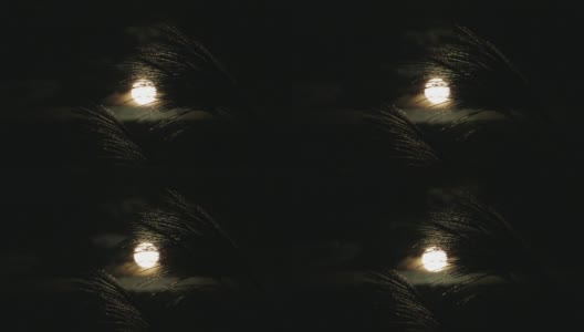 秋天的满月和日本蒲苇草高清在线视频素材下载