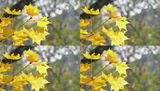 枫叶的黄色，日本的秋日，大自然的镜头慢镜头高清在线视频素材下载