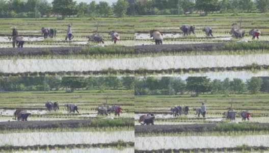 农民种植水稻高清在线视频素材下载