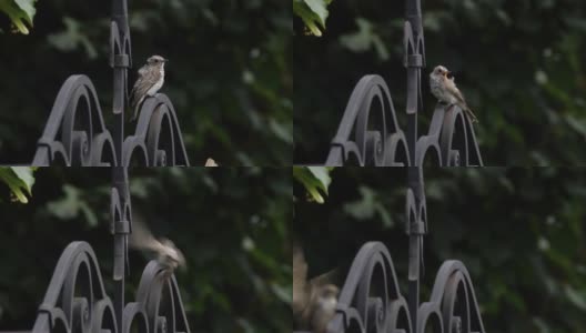 斑点flycatcher (Muscicapa striata) -俄罗斯沃罗涅日高清在线视频素材下载