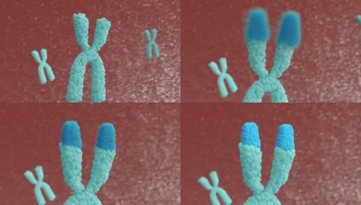 3d动画X染色体。端粒酶可以修复被称为端粒的DNA短片段，而端粒在细胞有丝分裂时被缩短。高清在线视频素材下载