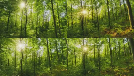 美丽的绿色森林伴随着灿烂的阳光高清在线视频素材下载