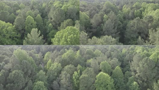 春天森林上空宁静的天空高清在线视频素材下载