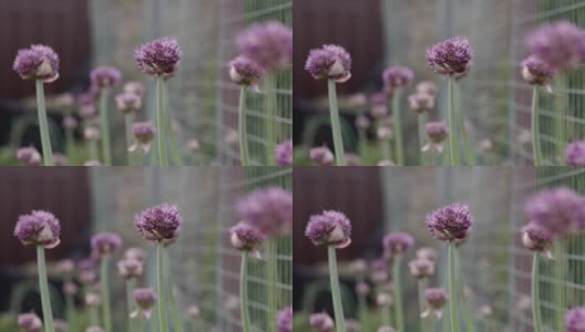 紫色的花朵，一排排葱郁的韭菜花在模糊的背景上高清在线视频素材下载